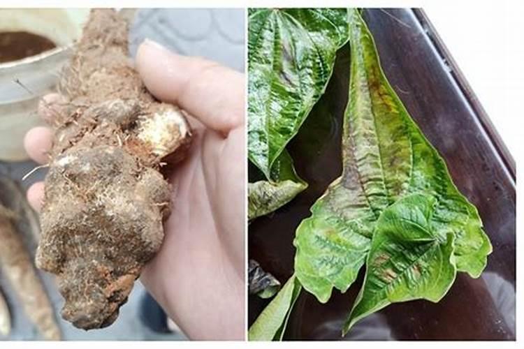 种植山药后都是用什么肥料追呢？