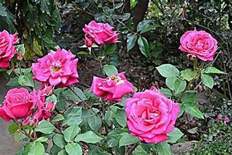 蔷薇花用什么肥料最好