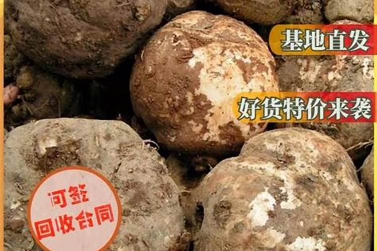 魔芋出苗后施什么肥