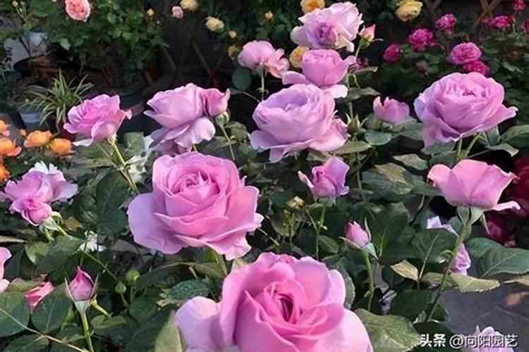 月季花怎么施肥,月季花施什么肥好？