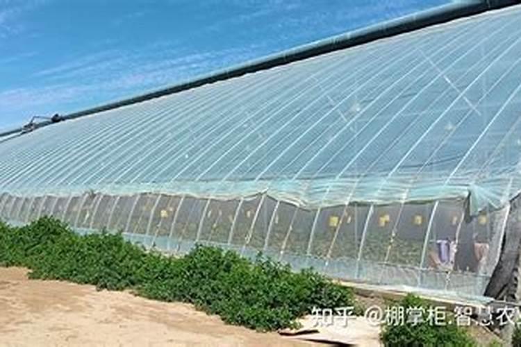 蔬菜大棚区用什么底肥比较好？