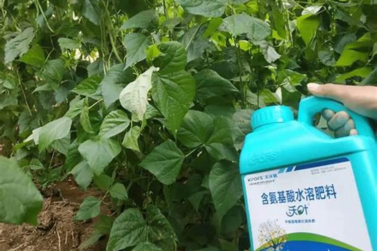 碗豆尖适合施什么肥料