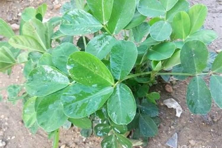 莲藕用什么肥料好？氯化钾好吗？