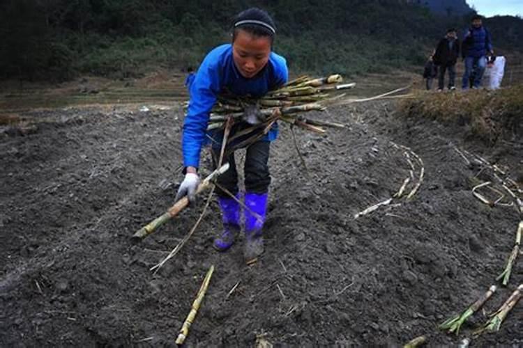 种植甘蔗用什么肥料最好