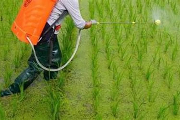 可不可以用在稻田里,先除草再种水稻？