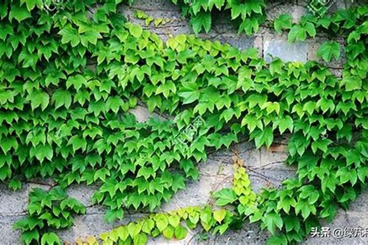 如何给盆栽爬山虎施肥？