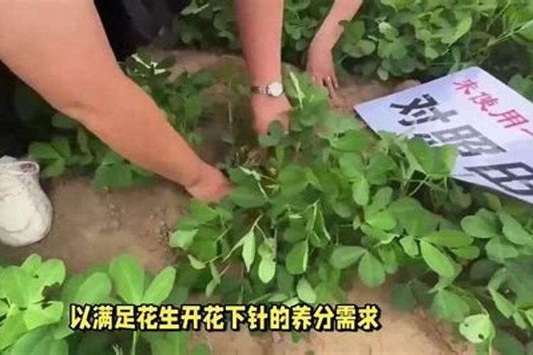 花生哪时候施肥最合适 花生什么时候施肥最好