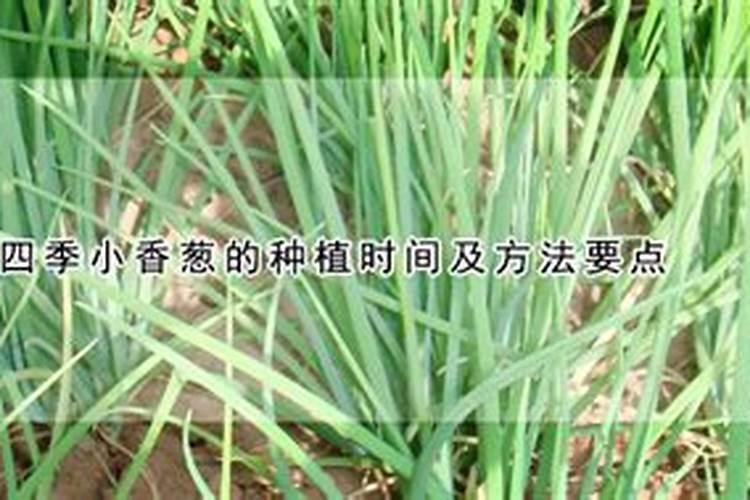 小香葱追肥哪样肥料好