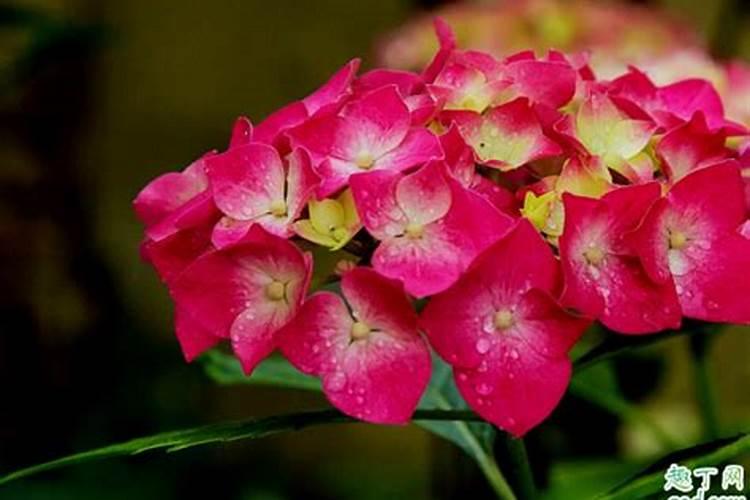 绣球花秋天怎么施肥