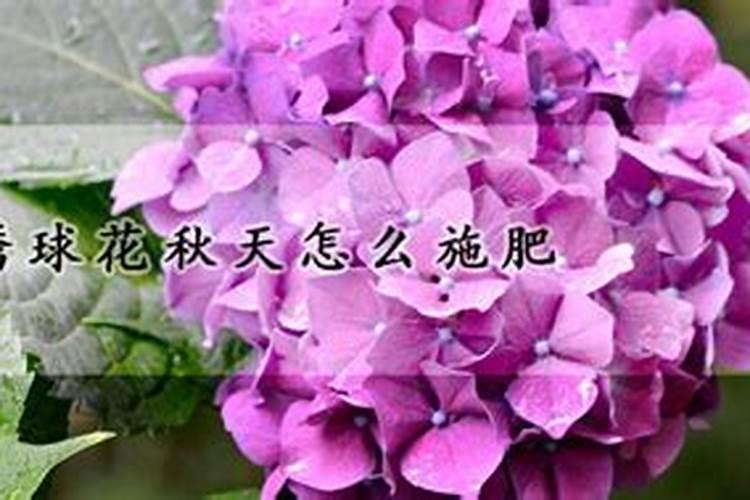 绣球花秋天怎么施肥