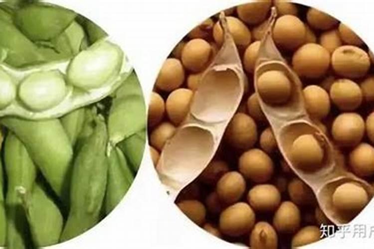 黄豆怎么做肥料