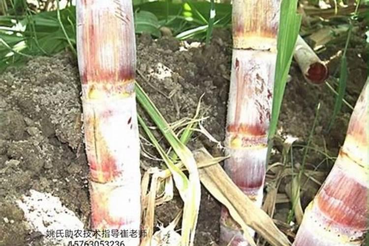 甘蔗多少天施一次肥