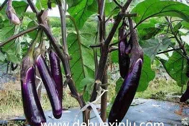 种菜用什么肥料好