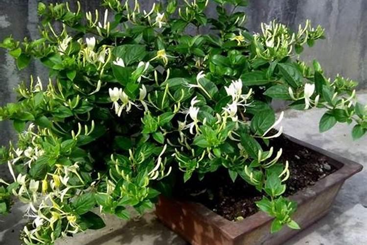 盆栽金银花怎么施肥