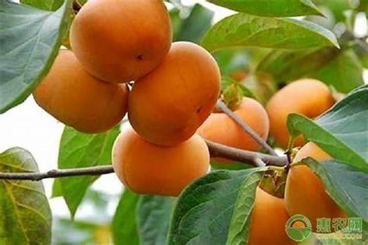 果树用什么肥料最好