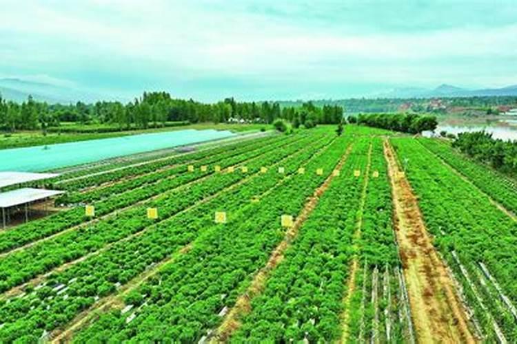 果树上什么肥料最好 果树专用肥有哪几种