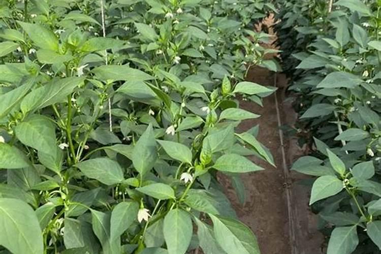 辣椒花果期如何管理