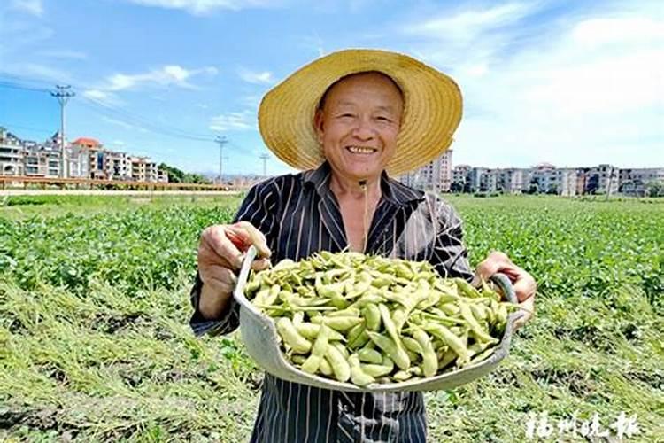 种植毛豆需要施什么肥 一起来看下吧