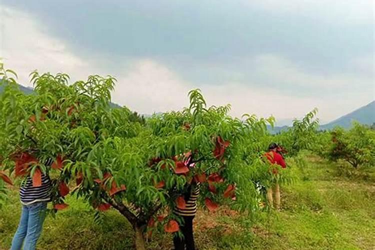 黄桃套袋和不套袋有哪些区别？种植黄桃需要注意哪些问题？