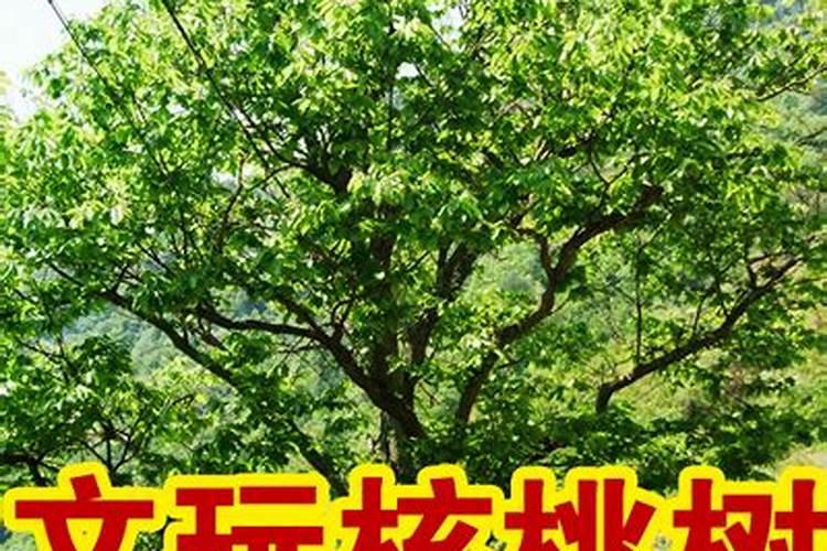 文玩核桃施肥用含铁肥可以吗