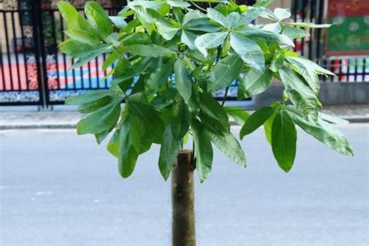 怎样让发财树快速生根