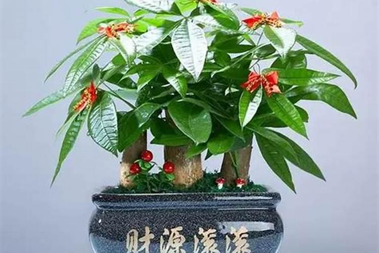 发财树如何施肥