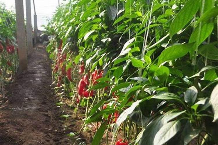 辣椒开花时施什么肥最好