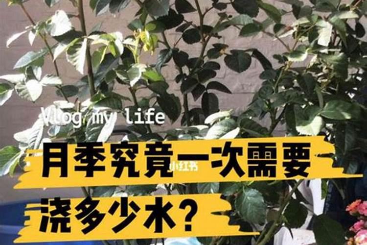 月季花小苗怎么施肥