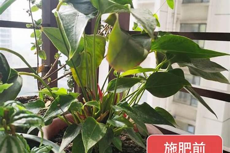 每年过年前都要买一盆红掌？学会这4个养护技巧,一盆能开好几年