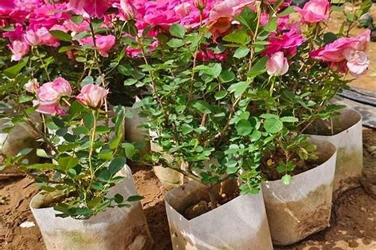 月季花一年四季的施肥特点