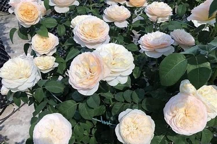 月季花怎么施肥,月季花施什么肥好？
