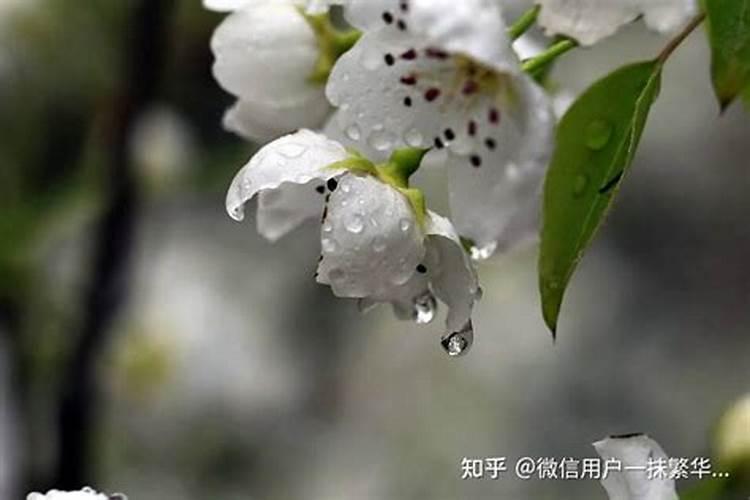 晚秋黄梨开花前施什么肥料,打什么药？