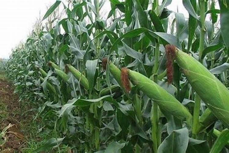 杭州施莱生物科技有限公司怎么样？
