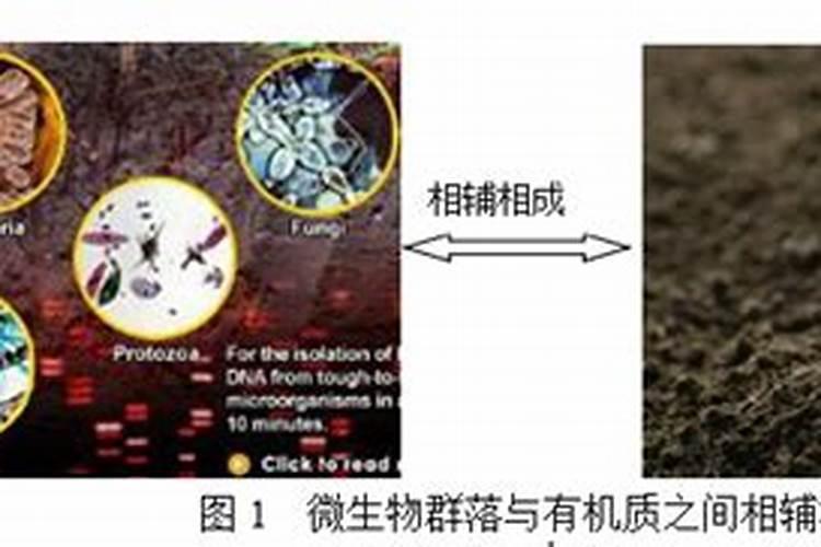 什么是钾肥