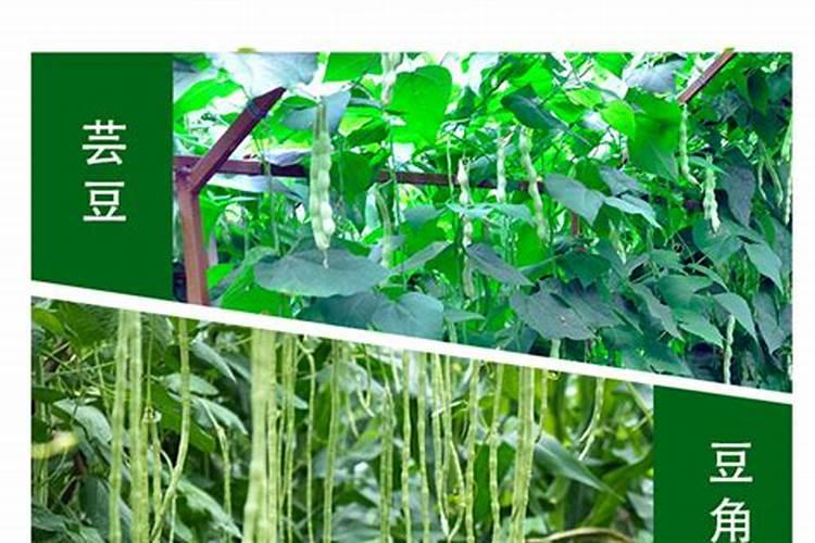 豆角施用水溶肥料技巧有哪些？