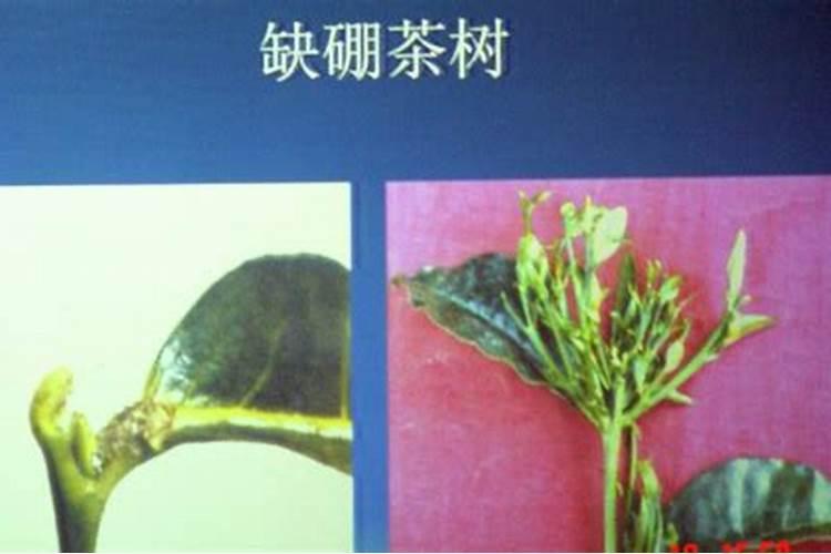 六月份茶叶花用什么肥？