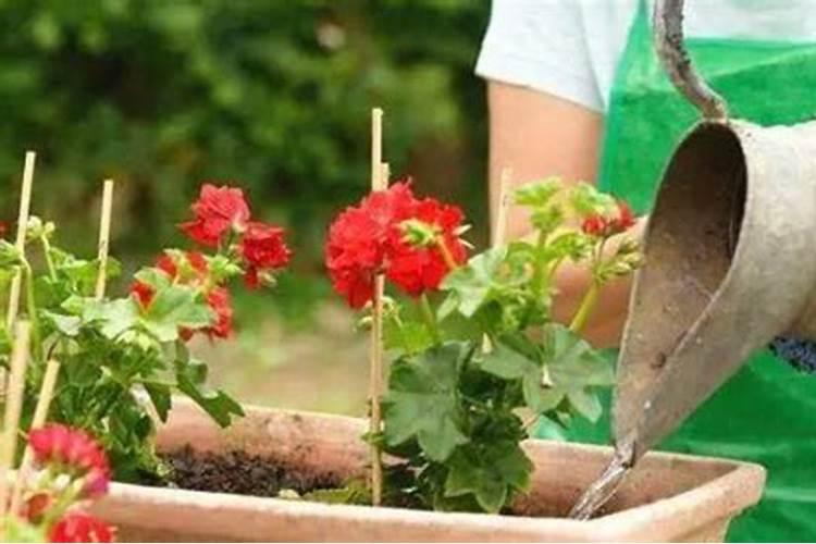 复合肥怎么放在花盆里