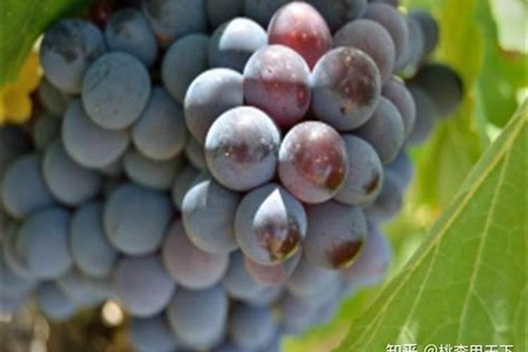 杨梅树用什么肥料最好