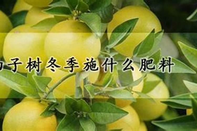 柚子树开花期施什么肥