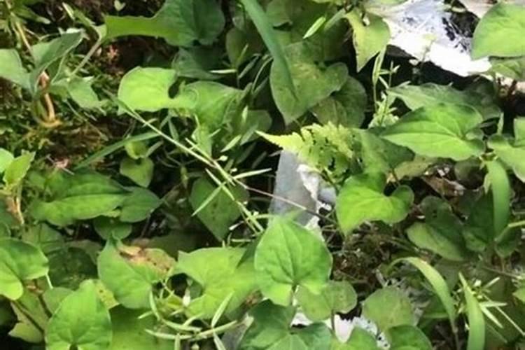 鱼腥草嫩叶种植技术,怎么才能让叶片红,杆子粗壮？
