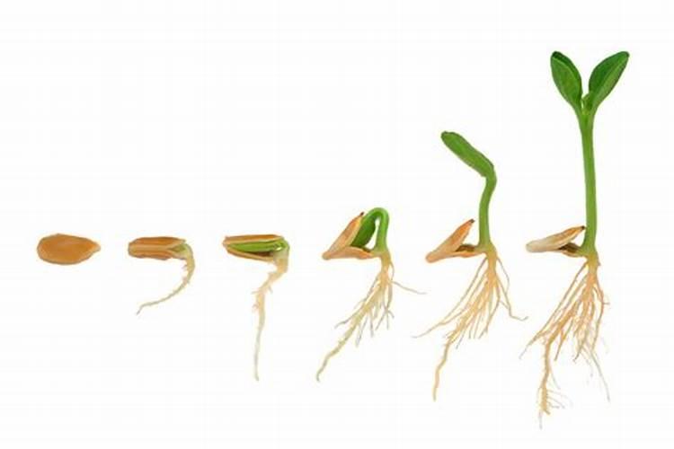 常见的氮肥有哪些？