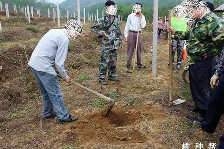 种植百香果什么时间施肥最好 百香果什么时候施肥
