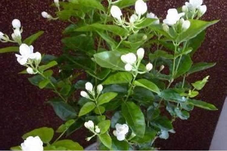 茉莉花施肥使得太多把小嫩芽都烧死了怎么办呀