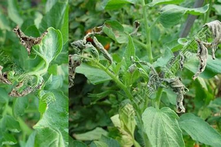 番茄施肥的要点及注意事项番茄施肥方法及注意事项