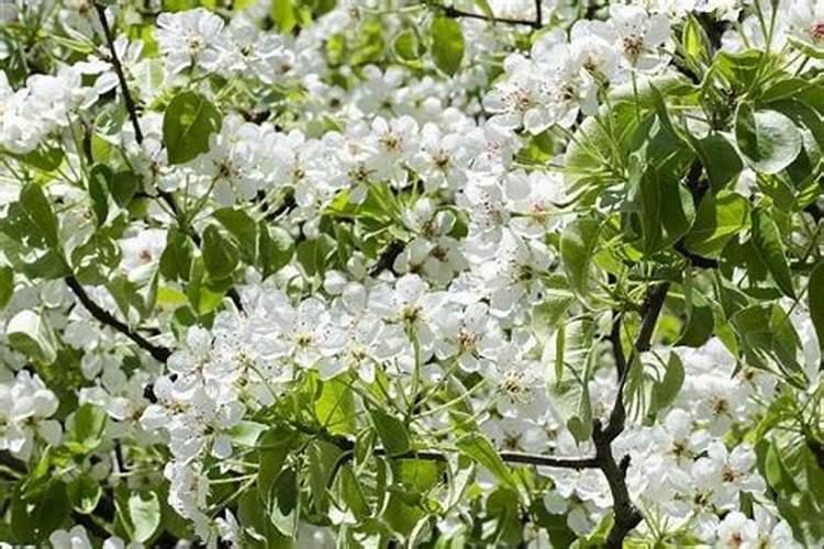 梨树春季施肥用什么肥料合适