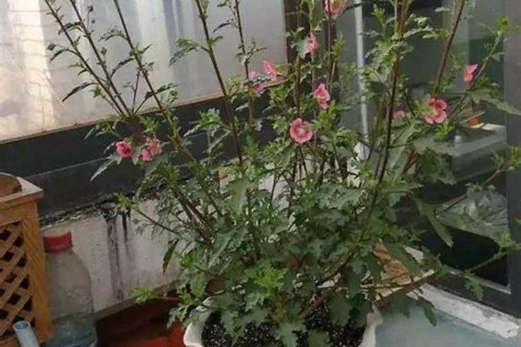 小木槿一年开几次花
