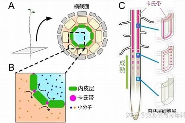 玛斯肽和控旺剂能一起打吗