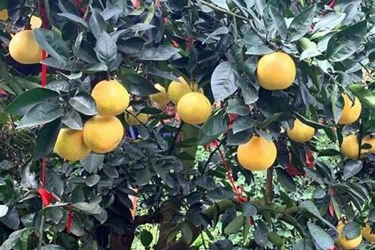 柚子树钾肥应该什么时候下