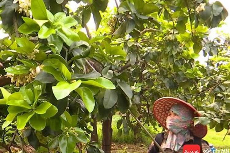 柚子树施什么肥最好柚子树施什么肥