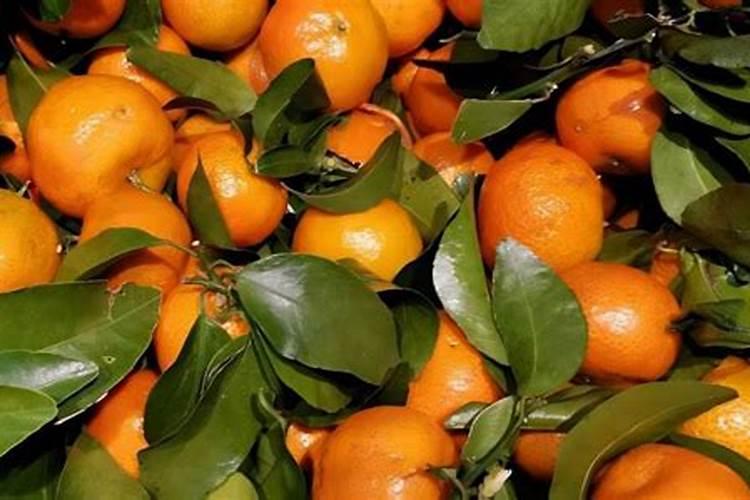 影响沙糖桔着色的因素有哪些